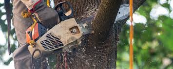 Why Choose Our Tree Removal Services in Silver Lake, KS?