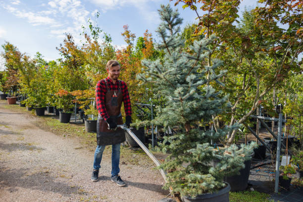 Reliable Silver Lake, KS  Tree Services Solutions